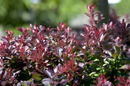 Berberis thunb. 'Atropurpurea Nana' - P9 - image 4