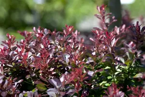 Berberis thunb. 'Atropurpurea Nana' - P9 - image 4