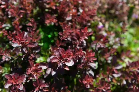 Berberis thunb. 'Atropurpurea Nana' - 10 Ltr pot - image 1