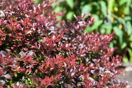 Berberis thunb. 'Atropurpurea Nana' - 10 Ltr pot - image 2