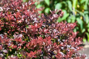 Berberis thunb. 'Atropurpurea Nana' - 10 Ltr pot - image 2