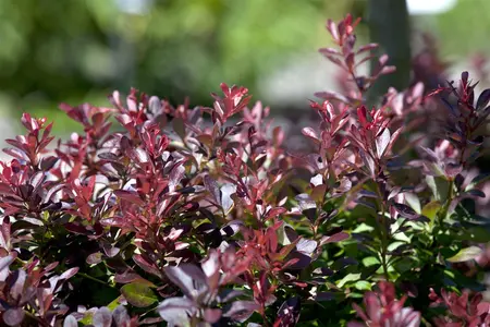 Berberis thunb. 'Atropurpurea Nana' - 10 Ltr pot - image 4