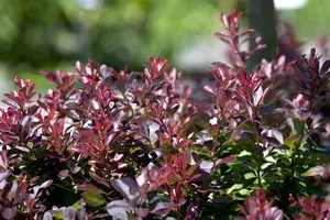 Berberis thunb. 'Atropurpurea Nana' - 10 Ltr pot - image 4