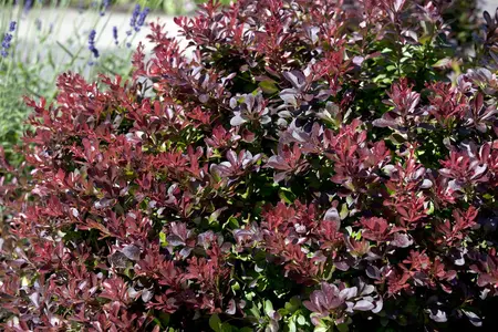 Berberis thunb. 'Atropurpurea Nana' - 10 Ltr pot - image 5