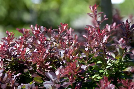 Berberis thunb. 'Atropurpurea Nana' - 20-25 CM C3.5 - image 4