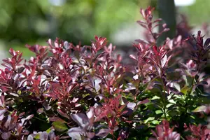 Berberis thunb. 'Atropurpurea Nana' - 20-25 CM C3.5 - image 4