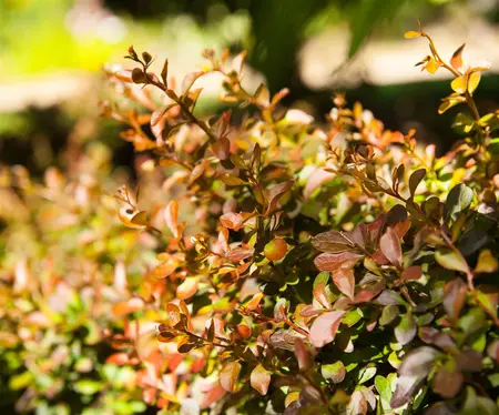 Berberis thunb. 'Atropurpurea Nana' - 20-25 CM C3.5 - image 3