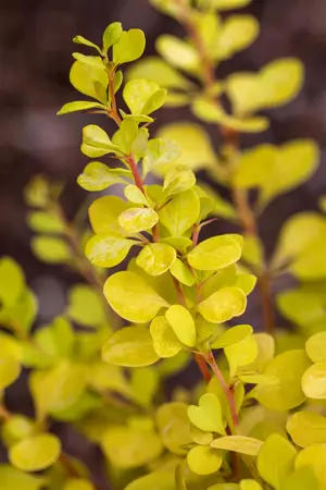 Berberis thunb. 'Aurea' - P9 - image 2