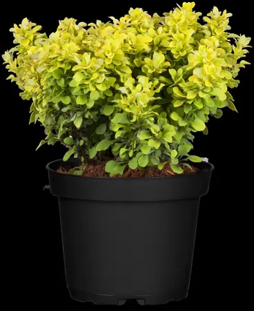 Berberis thunb. 'Aurea' - 25-30 CM C3 - image 3