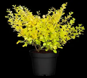 Berberis thunb. 'Aurea' - 25-30 CM C3 - image 1