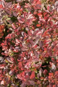 Berberis thunb. 'Bagatelle'