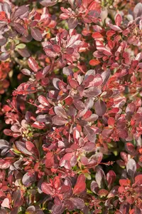 Berberis thunb. 'Bagatelle' - 10-15 CM C2 - image 3