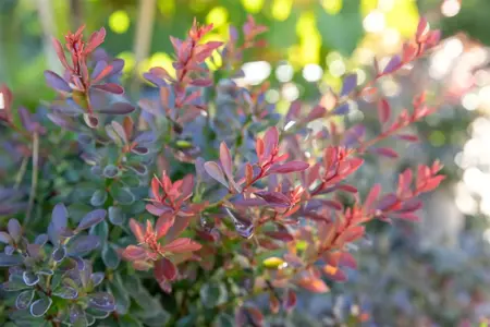Berberis thunb. 'Bagatelle' - 2.5 Ltr pot - image 3