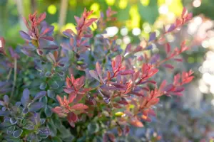 Berberis thunb. 'Bagatelle' - LINERS 18 CEL TRAY P9 SIZE - image 3