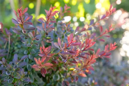 Berberis thunb. 'Bagatelle' - 10-15 CM C2 - image 3