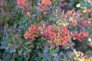 Berberis thunb. 'Bagatelle' - 2.5 Ltr pot - image 2