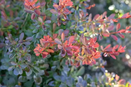 Berberis thunb. 'Bagatelle' - LINERS 18 CEL TRAY P9 SIZE - image 2