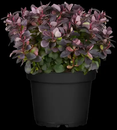 Berberis thunb. 'Concorde' - 2 Ltr pot - image 1