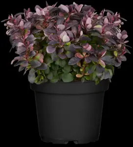 Berberis thunb. 'Concorde'