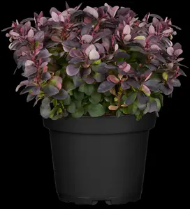 Berberis thunb. 'Concorde'