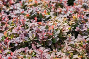 Berberis thunb. 'Concorde' - 2 Ltr pot - image 3