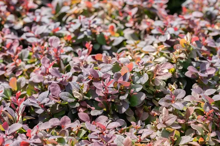 Berberis thunb. 'Concorde' - 12-15 CM P9 - image 3