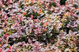 Berberis thunb. 'Concorde' - 30-40 CM C3.5 - image 2