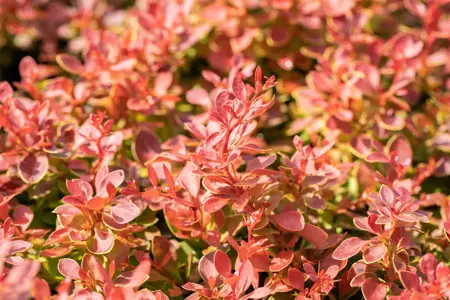 Berberis thunb. 'Coral' - 25-30 CM C3.5