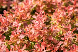 Berberis thunb. 'Coral'