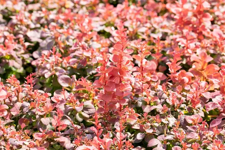 Berberis thunb. 'Florence' - 30-40 CM C3.5