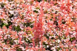 Berberis thunb. 'Florence'
