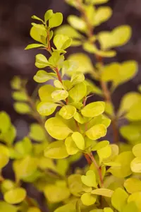 Berberis thunb. 'Golden Dream'?
