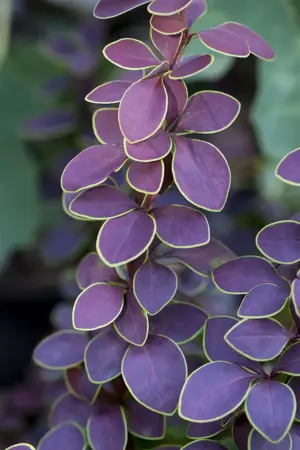 Berberis thunb. 'Golden Ring' - 40-60 CM C15 - image 1