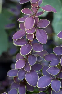 Berberis thunb. 'Golden Ring' - 40-60 CM C15 - image 5