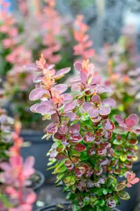Berberis thunb. 'Golden Ring' - 40-60 CM C15 - image 3