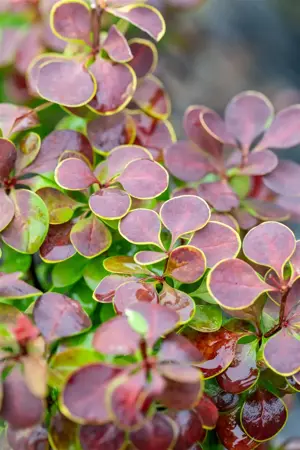 Berberis thunb. 'Golden Ring' - 40-60 CM BR - image 5