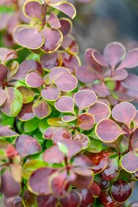Berberis thunb. 'Golden Ring' - 40-60 CM BR - image 5