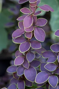 Berberis thunb. 'Golden Ring' - P9 - image 5