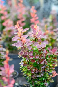 Berberis thunb. 'Golden Ring' - P9 - image 3