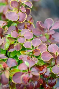 Berberis thunb. 'Golden Ring' - P9 - image 5