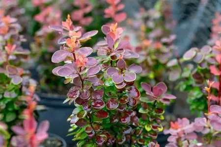Berberis thunb. 'Golden Ring' - 40-60 CM BR - image 2