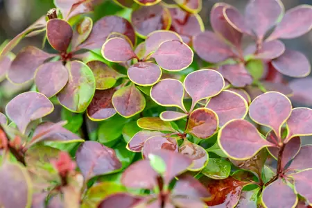 Berberis thunb. 'Golden Ring' - 20-30 CM C3 - image 4