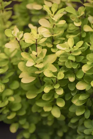 Berberis thunb. 'Golden Rocket'? - 40-50 CM C10 - image 1