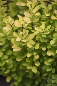 Berberis thunb. 'Golden Rocket'?