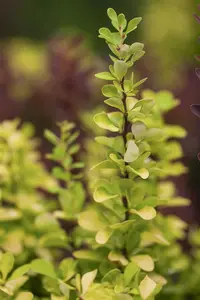 Berberis thunb. 'Golden Rocket'? - 40-50 CM C10 - image 2