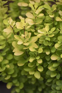 Berberis thunb. 'Golden Rocket'? - 30-40 CM C3.5 - image 2