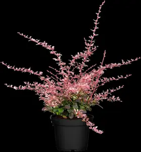 Berberis thunb. 'Harlequin' - 80-100 CM C20 - image 2