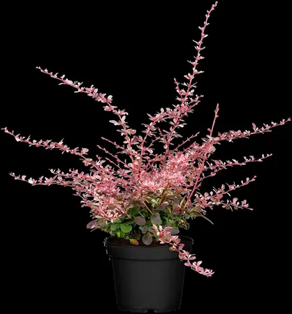 Berberis thunb. 'Harlequin' - 60-80 CM C20 - image 2
