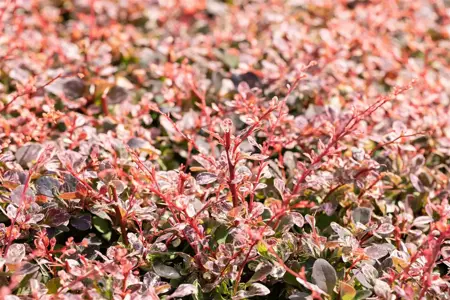 Berberis thunb. 'Harlequin' - 80-100 CM C20 - image 3