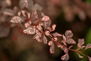 Berberis thunb. 'Harlequin'